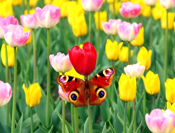 Tulipanes de primavera y mariposa — Foto de Stock