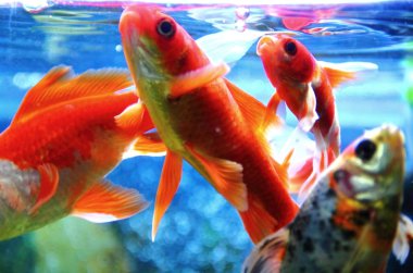 Goldfish are fed in an aquarium clipart