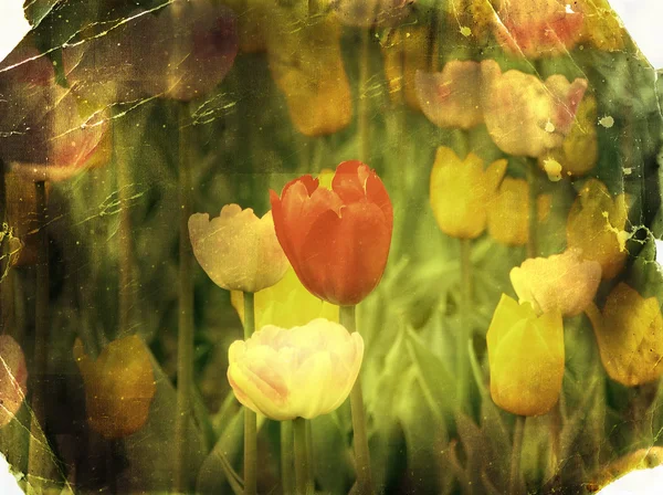 stock image Vintage paper textures old photo postcard. Spring tulips.