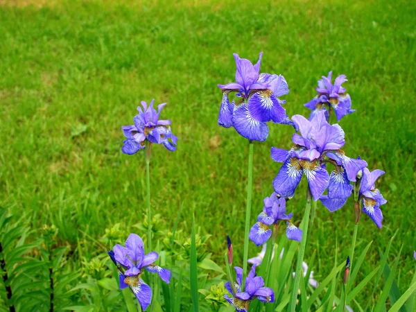 Modré květiny iris — Stock fotografie
