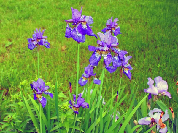 Fiori blu iris — Foto Stock