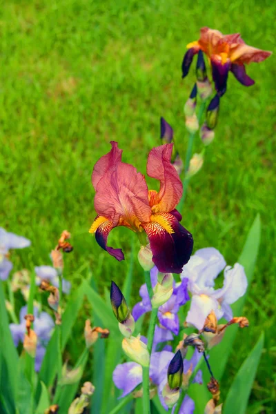 Burgundy flower iris
