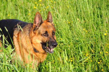 Alman çoban köpeği