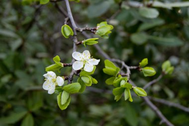 elma çiçeği bahar