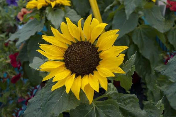 Stock image Shot of sunflower on background of leaves