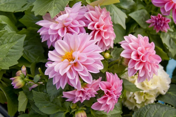 stock image Flowers Dahlias pink