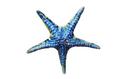 Starfish Ceramic pearl gloss clipart