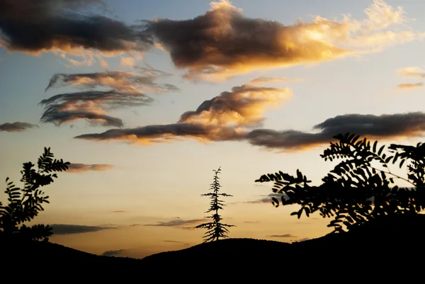 Silüeti ağaçlar karanlık gökyüzü günbatımı — Stok fotoğraf