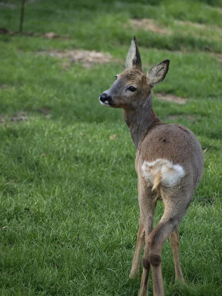 stock image Deer standing on the green grass