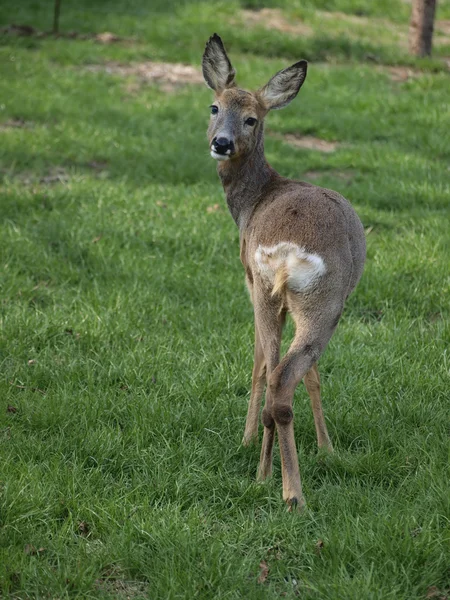 stock image Deer standing on the green grass