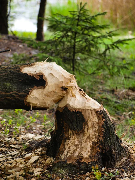 stock image Of beavers in the woods