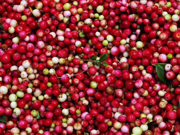 Lingonberry before cleaning, the background — Stock Photo, Image