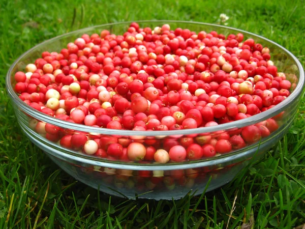 Lingonberry after purification on a glass bowl — Stock Photo, Image