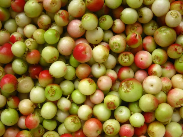 Green, unripe fruits harvested lingonberry — Stock Photo, Image