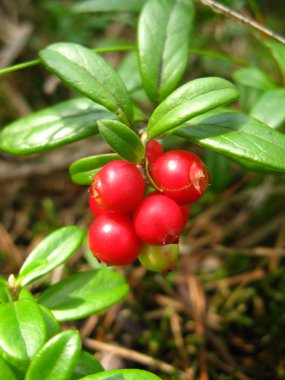 Bush ormandaki İsveç kirazı