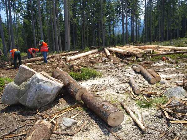 Work on the cutting of trees — Stock Photo, Image