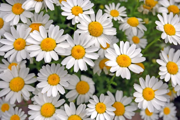 stock image Daisies