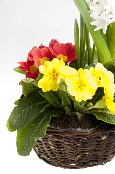 stock image Hyacinth and primrose