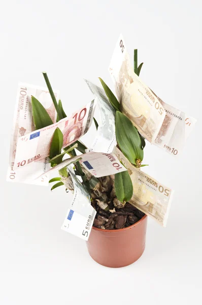 Money in pot — Stock Photo, Image