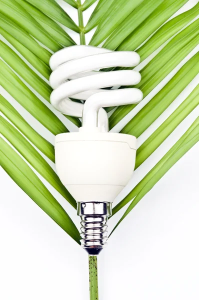 Lampa på gröna blad — Stockfoto
