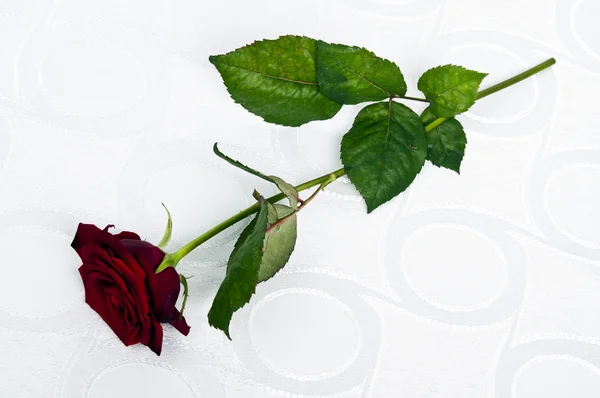 Rózsa — Stock Fotó