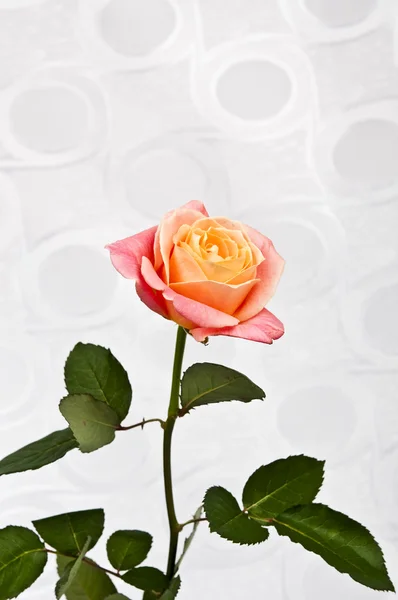 Rosa. — Foto de Stock