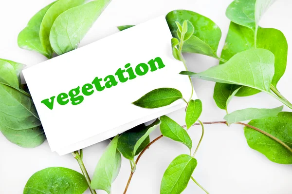 Vegetation message on leaves — Stock Photo, Image