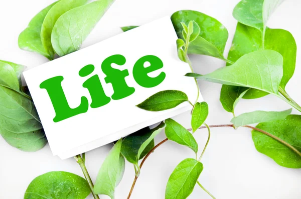 Life message on leaves — Stock Photo, Image