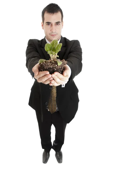 Plant in business man hands — Stock Photo, Image