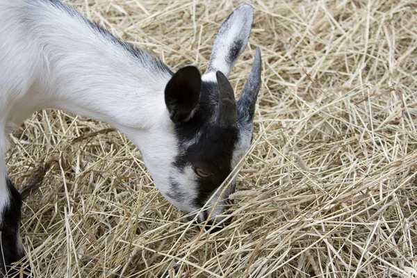 Baby Goat — Stock Photo, Image