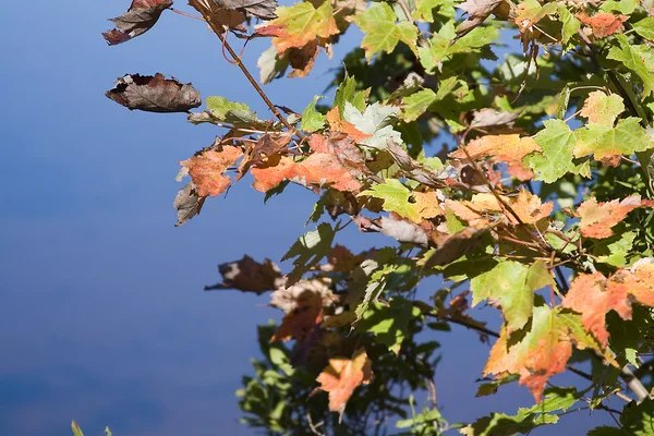 秋天的叶子和水 — 图库照片