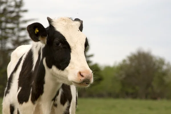 Μόσχος Holstein — Φωτογραφία Αρχείου