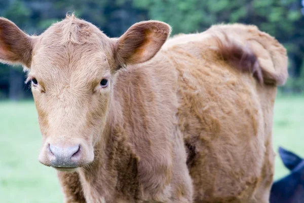 Brown calf Stock Picture