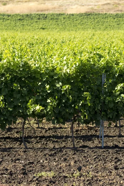 Виноградное поле Стоковое Изображение