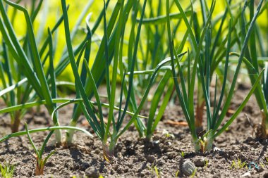 Onions in vegetable garden clipart