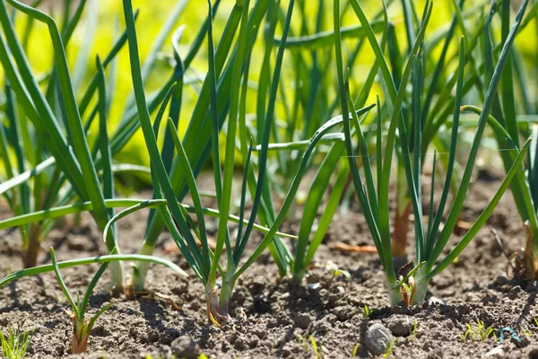 Cipolle in orto — Foto Stock