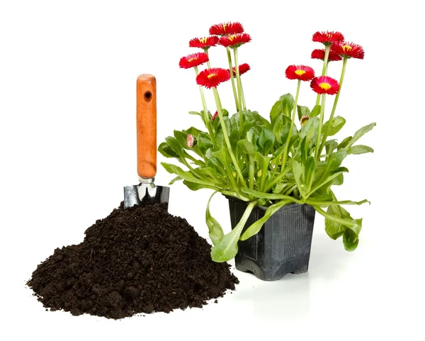 Blomma plantering — Stockfoto