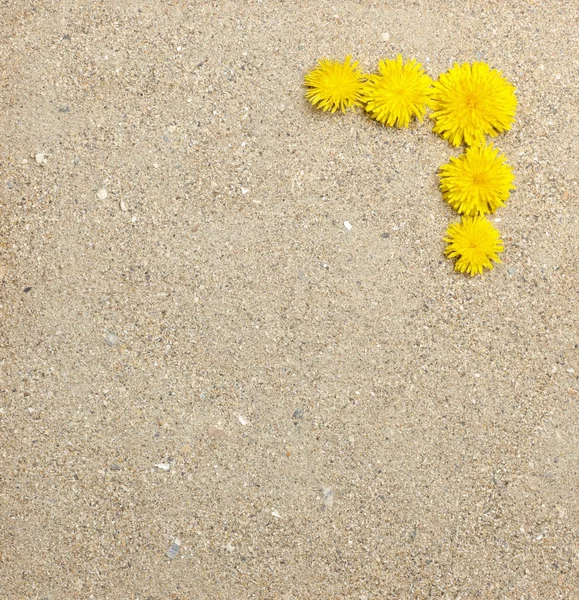 Dandelion flowers on sand texture — Stock Photo, Image