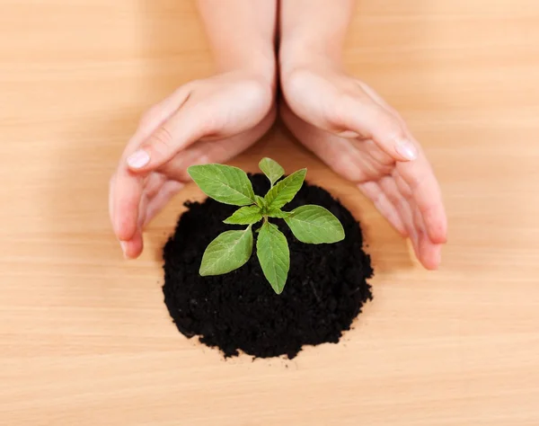 Hands protecting a plant — Stock Photo, Image