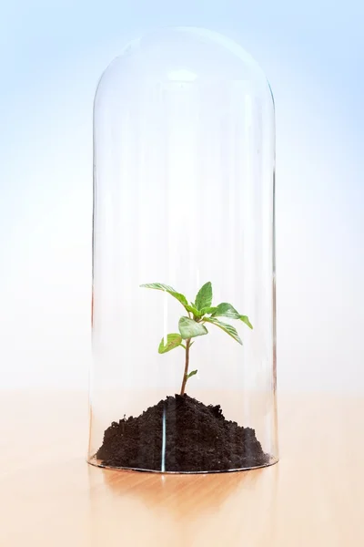 Greenhouse effect on plant — Stock Photo, Image
