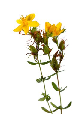 Hypericum perforatum, St John's wort flower on white clipart