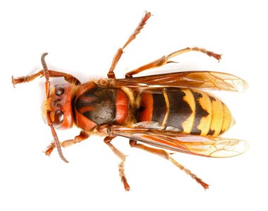 European hornet, Vespa crabro clipart