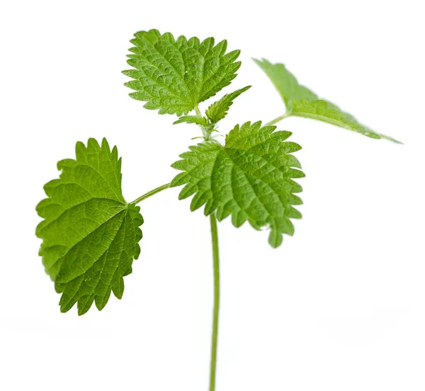 Urtica dioica rostlina listy — Stock fotografie