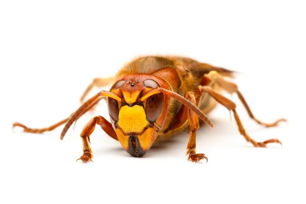 欧洲大黄蜂，大黄蜂类 crabro — 图库照片