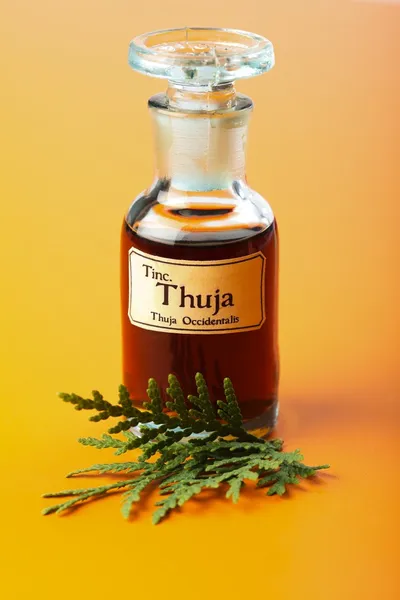 Thuja occidentalis plant en extract — Stockfoto