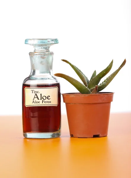 Алоэ Феррокс растение и экстракт в бутылке — стоковое фото