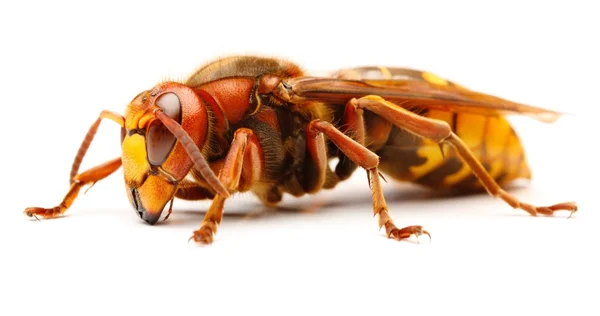 Avrupa hornet, vespa crabro — Stok fotoğraf