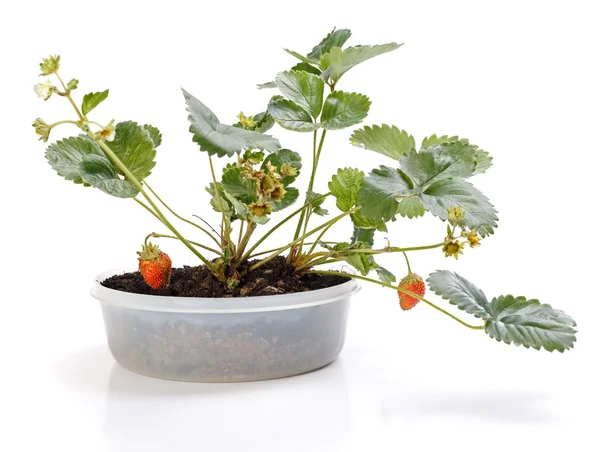 Erdbeerpflanze im Topf — Stockfoto