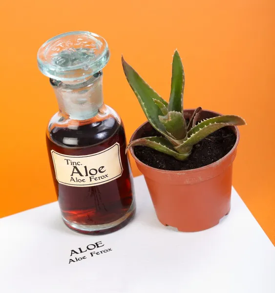Aloe ferox tesisi, özü ve levha — Stok fotoğraf