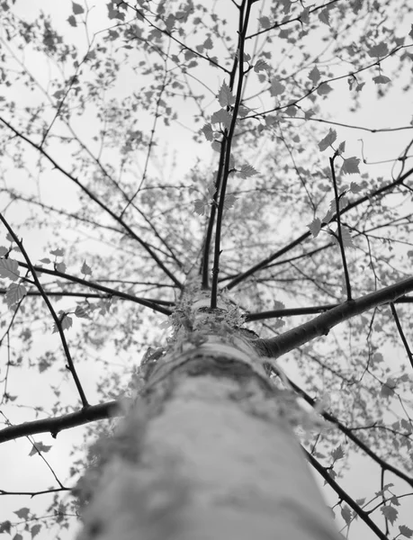Preto e branco até o tronco de bétula — Fotografia de Stock